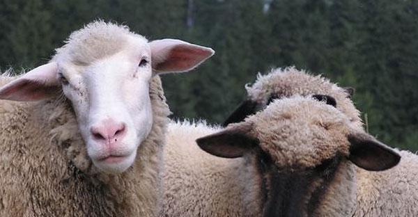 属羊的婚姻和什么配最好