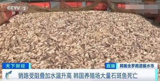 突发！韩国石斑鱼大量死亡 原因真相曝光