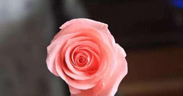 玫瑰花的花语和寓意